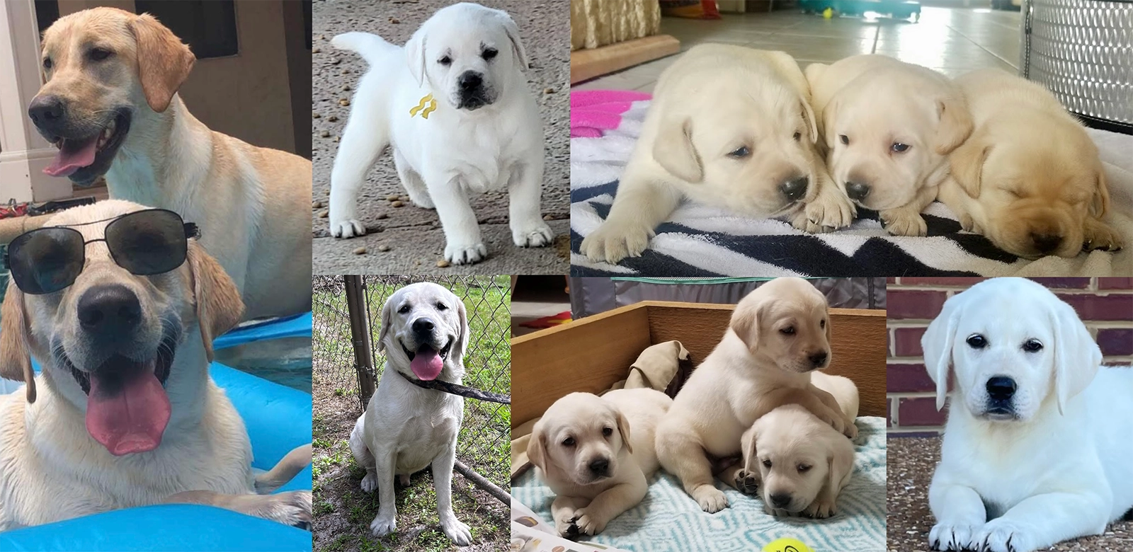 Lab Lovers at Crestwood Available Labs For Sale