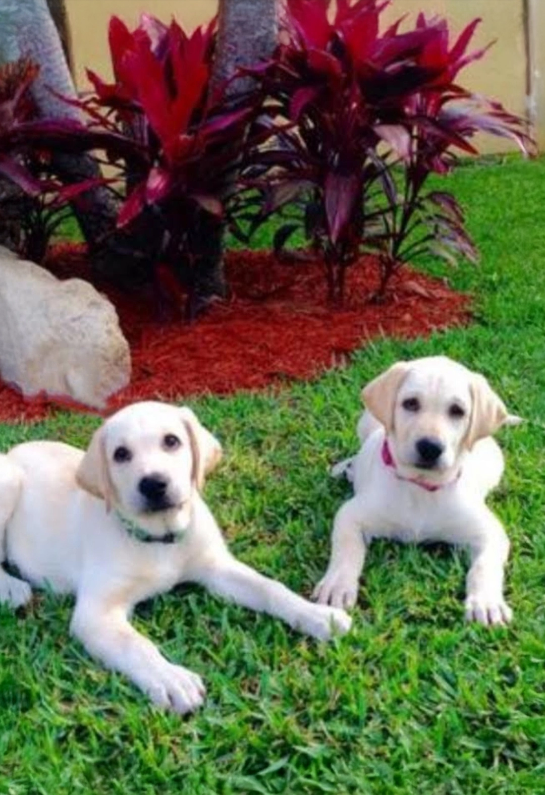White labs for sale