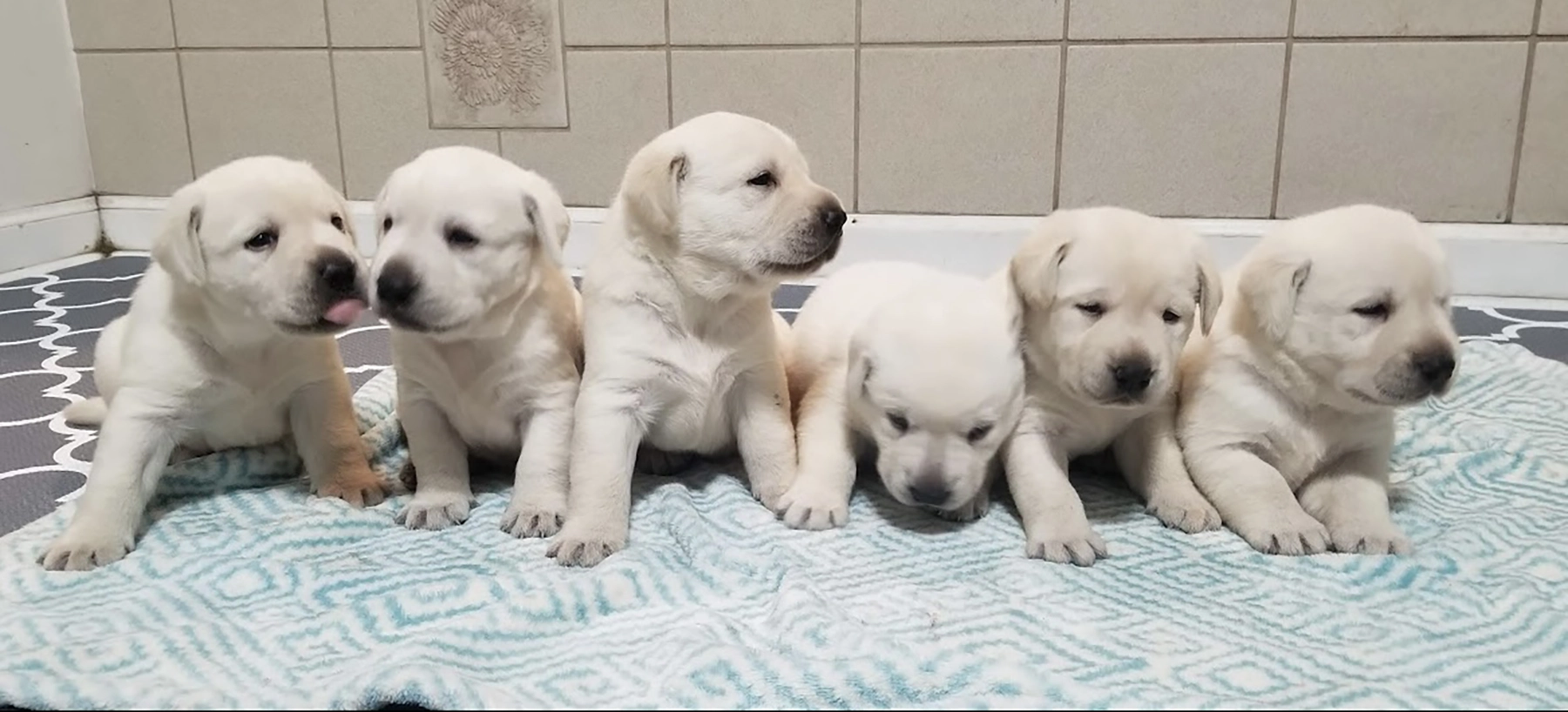 White Lab Puppies at Lab Lovers at Crestwood